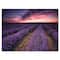 Designart - Sunrise & Dramatic Clouds Over Lavender Field IX - Farmhouse Canvas Wall Art Print